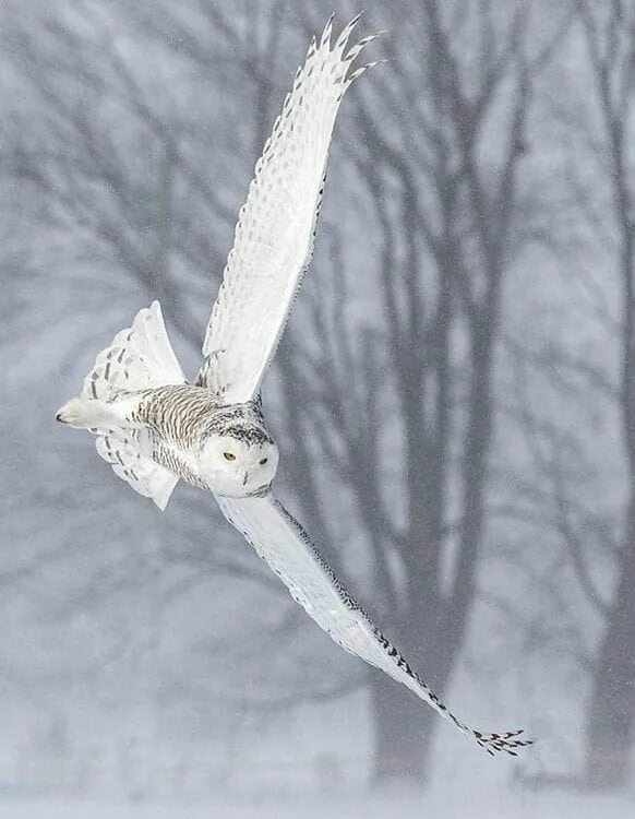 Полярная сова в полете фото Pin by Dane Mallette on Owls Owl photography, Snowy owl, Pet birds