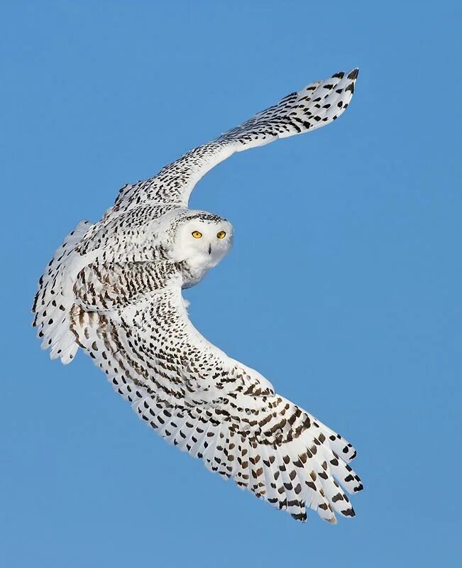 Полярная сова в полете фото Snowy Owl (Bubo scandiacus) in flight Picture 8 of 19 - The Owl Pages Owl, Snowy