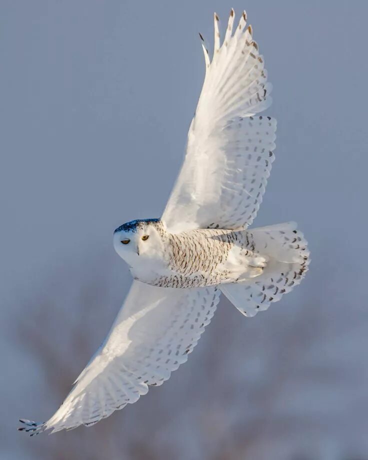 Полярная сова в полете фото Bird Photography, Snowy Owl in Flight, Limited Edition Fine Art Print, Wildlife 