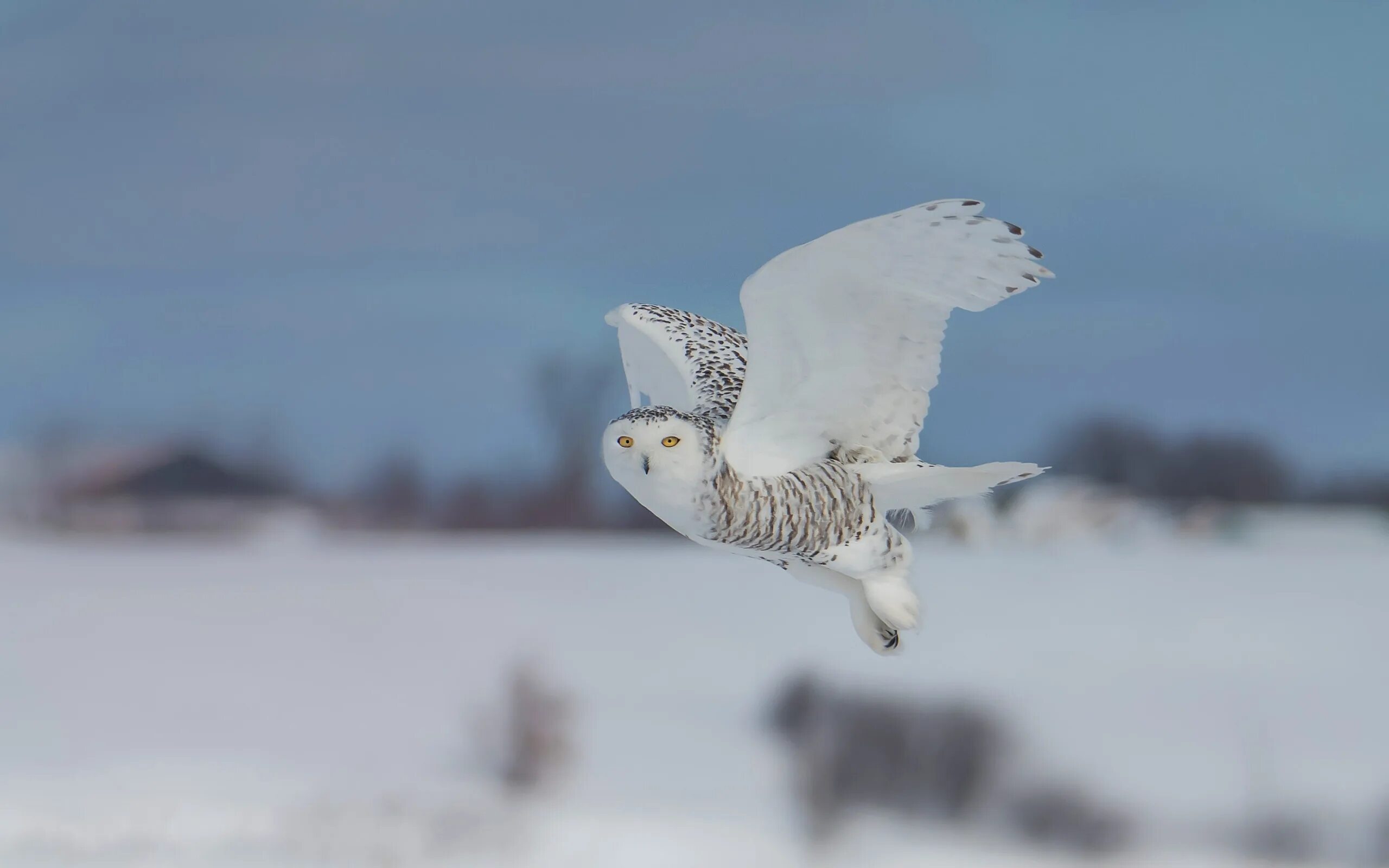 Snowy owl bird Snowy owl, Owl bird, Owl