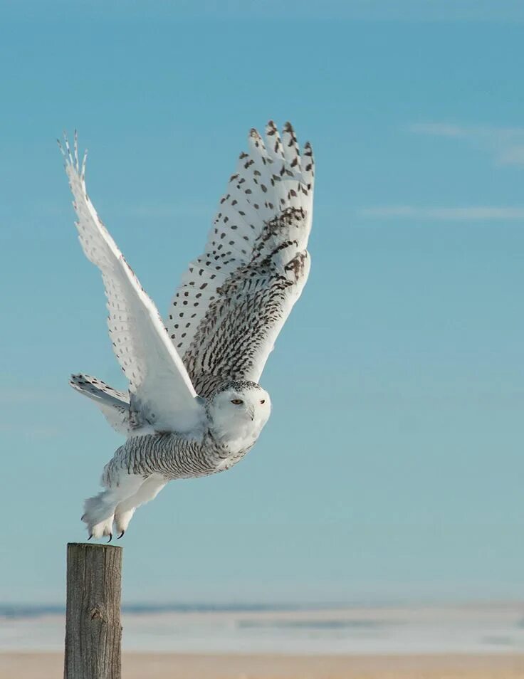 Полярная сова в полете фото Pretty Bird Owl, Pretty birds, Snowy owl