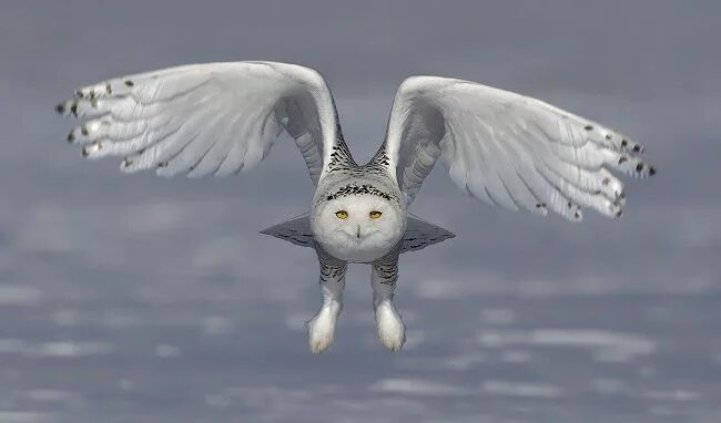 Полярная сова в полете фото Images insolites et drôles #140 - Breakforbuzz Snowy owl, Owl photography, Owl