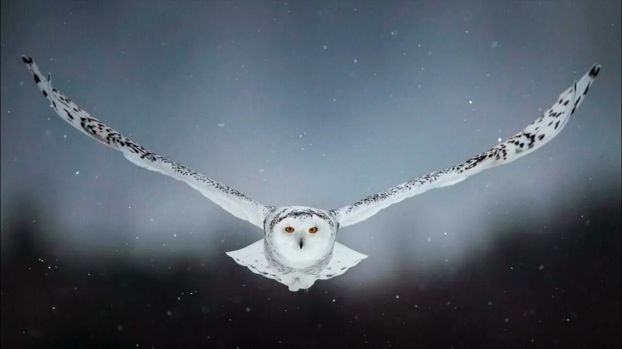 Полярная сова в полете фото THE OWL- from the book DREAM VISIONS - YouTube