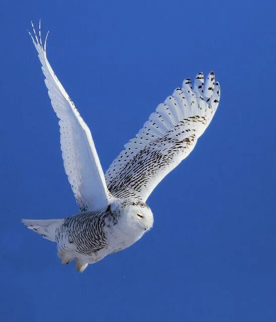 Полярная сова в полете фото Snowy Owl Snowy owl, Owl, Owl photos