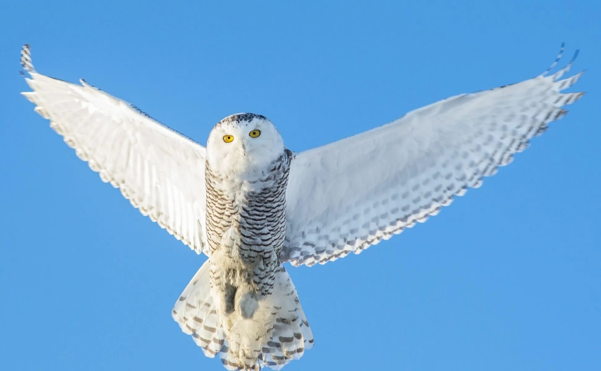 Полярная сова в полете фото Картинки по запросу полярная сова в полете Owl, Snowy owl, Owl wallpaper