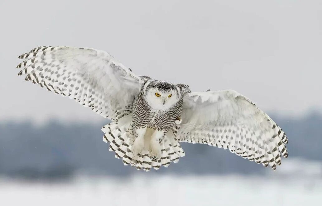 Полярная сова в полете фото Snowy owl bird Snowy owl, Owl bird, Owl