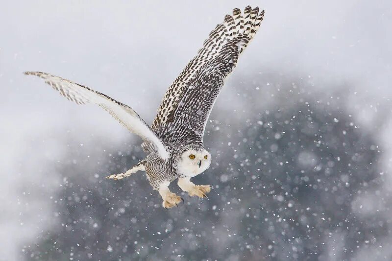 Полярная сова в полете фото Natural Selection in Snowy Owls