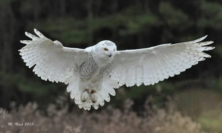 Полярная сова в полете фото Snowflake the snowy Harfang des neiges, Image de hibou et Animaux