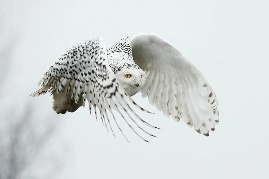 Полярная сова в полете фото Snowy Owl Snowy owl, Owl, Animal spirit guides