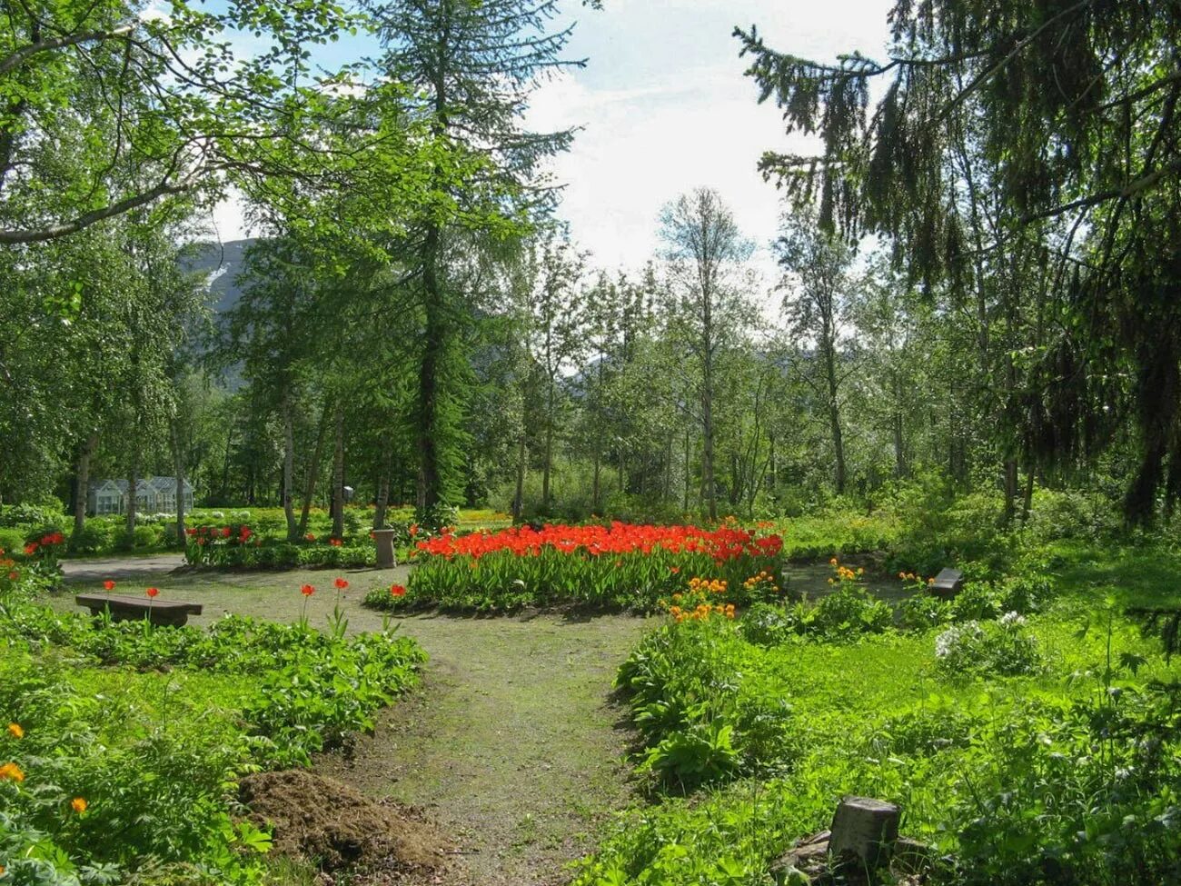 Полярно альпийский ботанический сад фото Why have Russians created a botanical garden in the Arctic? - Russia Beyond