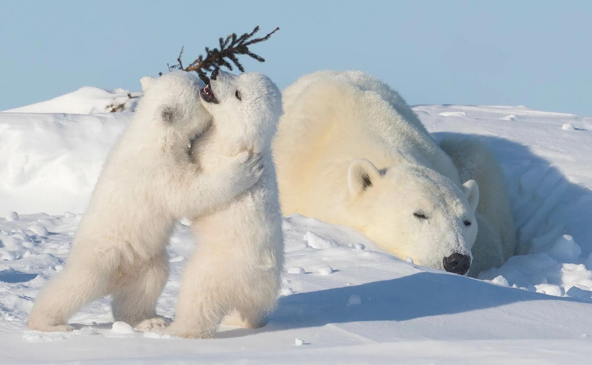 Полярный медведь фото Polar bear cubs 'hug' as they step out with their mum for some winter fun The Su