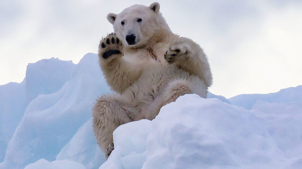 Полярный медведь фото Polar bear in Greenland seen 'waving,' photographs reveal Polar bear, Bear, Pola