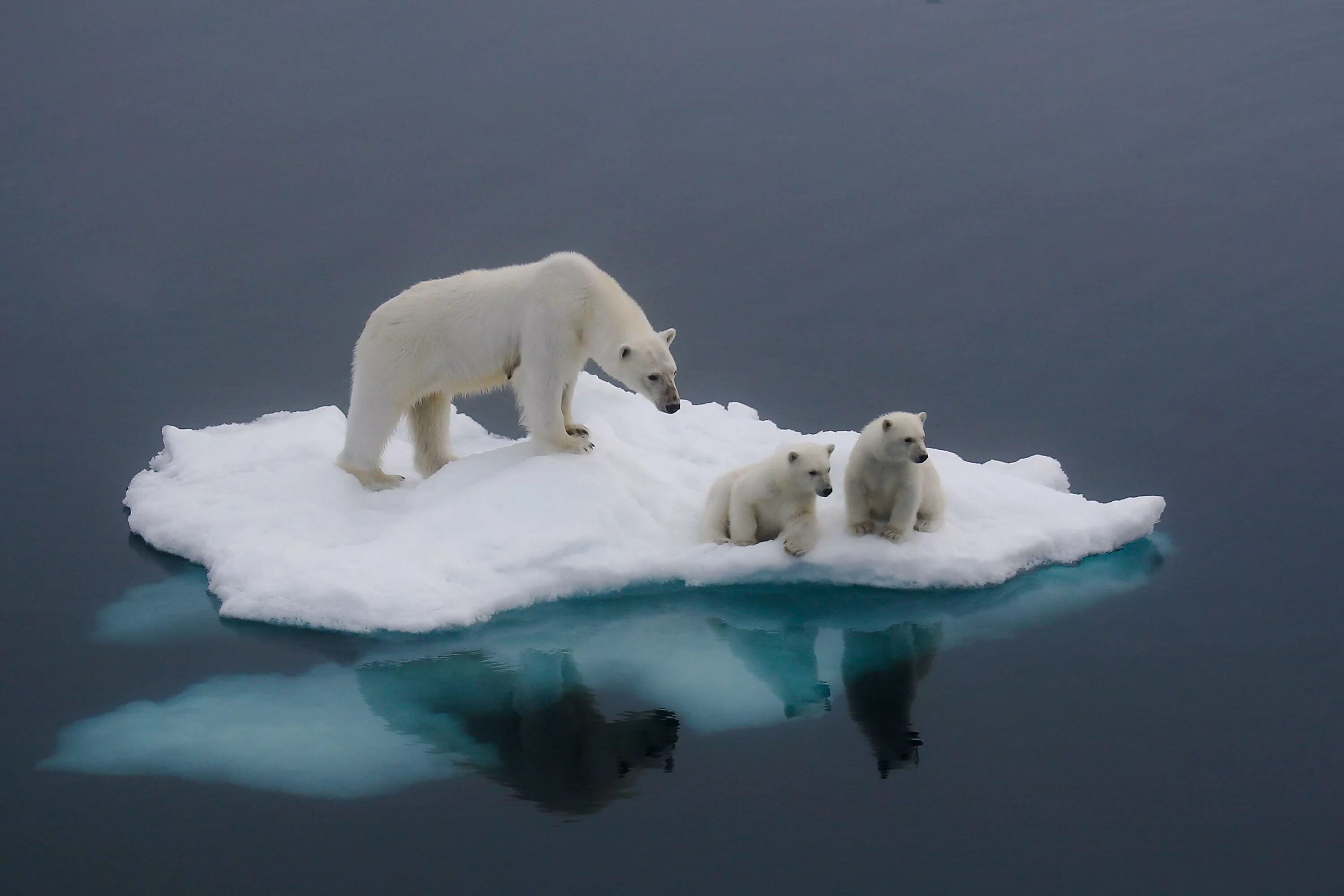 Полярный медведь фото Will there be Ice when we grow up? Photograph by Russell Millner -- National Geo