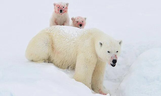 Полярный медведь фото Pictures show polar bear and her cubs with blood over their faces Polar bear, Po