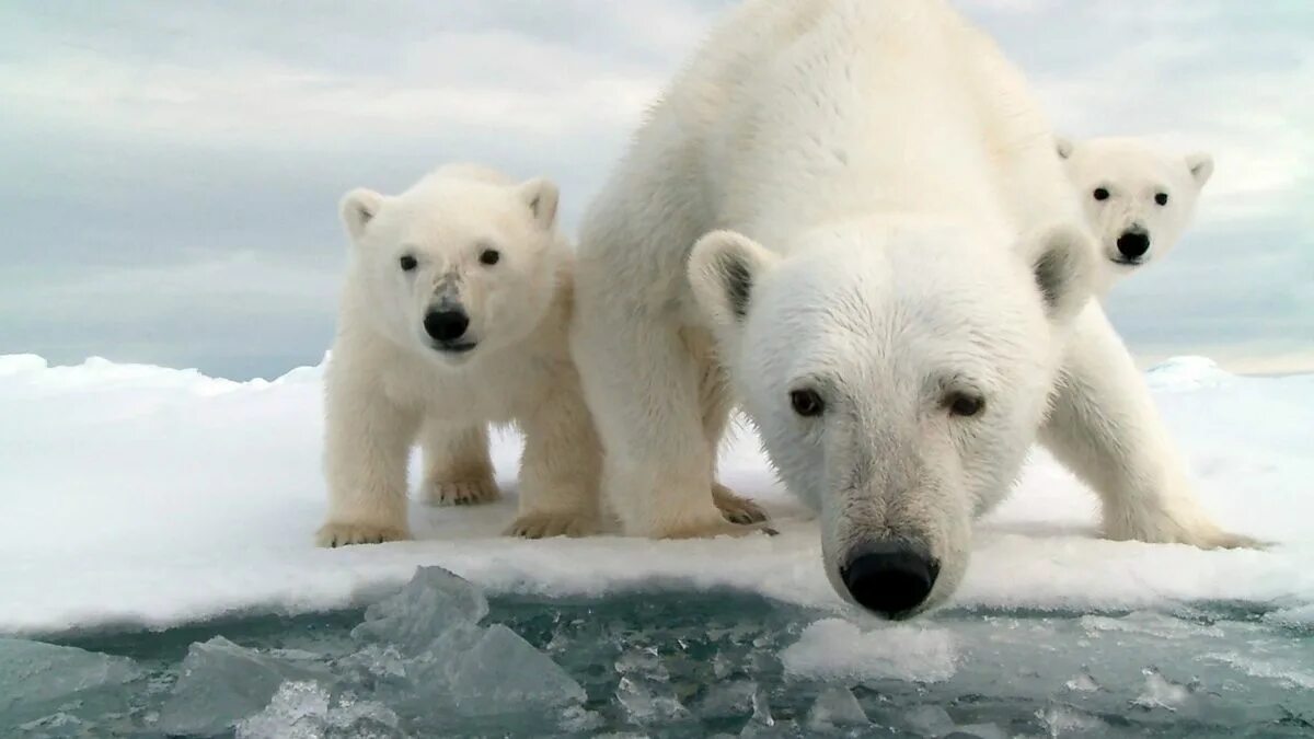 Полярный медведь фото BBC World Service - Newsday, Polar bears: Are there too many or too few?