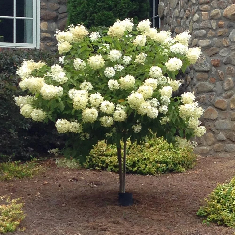 Полярный медведь гортензия на штамбе фото Limelight Hydrangea Tree Hydrangea tree, Limelight hydrangea, Trees to plant