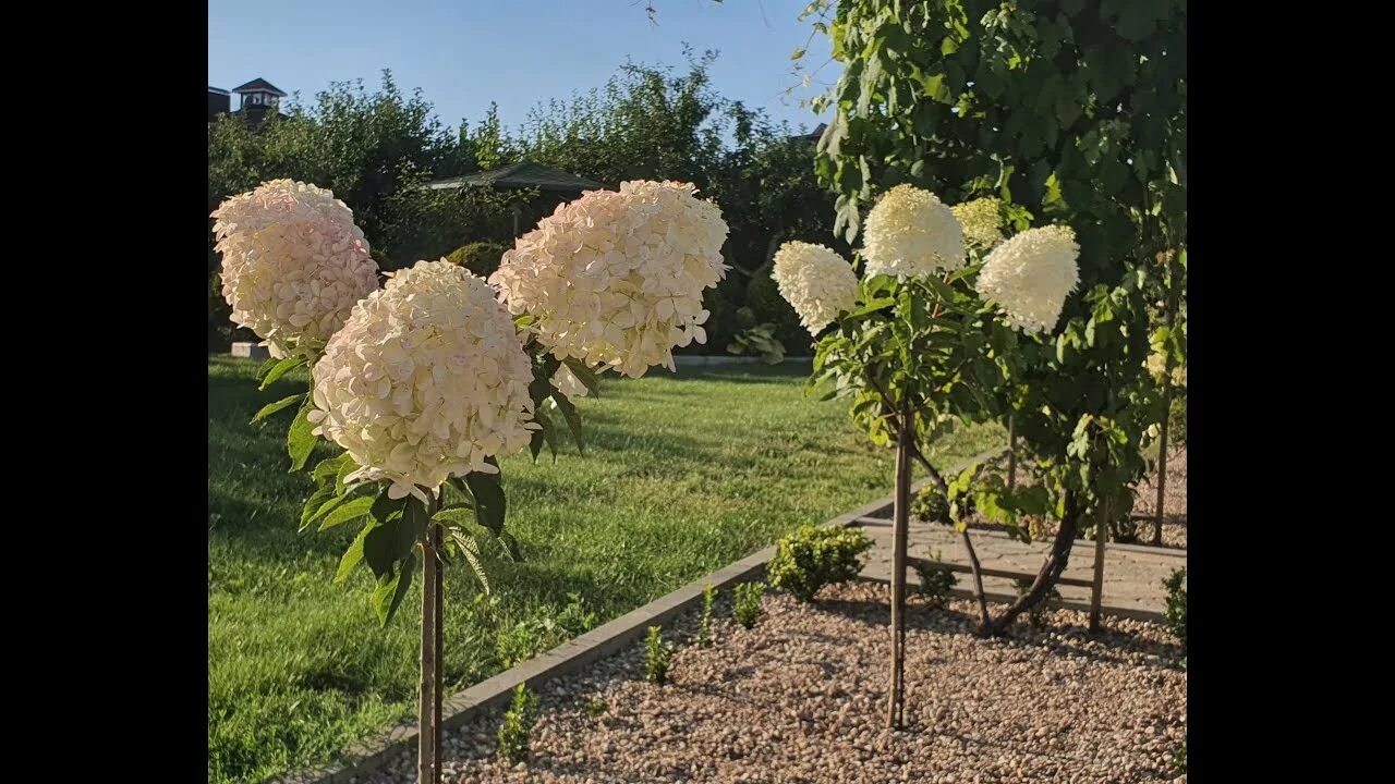 Полярный медведь гортензия на штамбе фото Формирование гортензии на штамбе за один месяц - YouTube