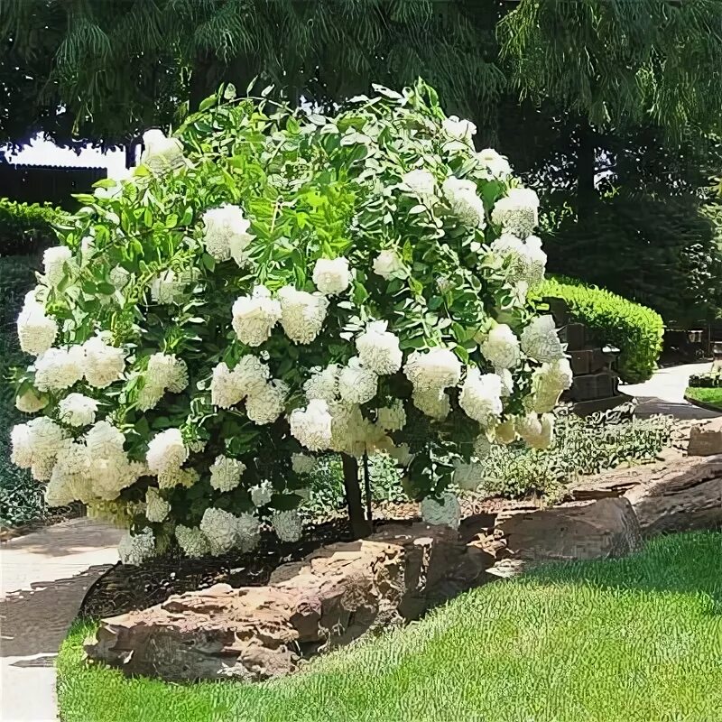 Полярный медведь гортензия на штамбе фото PeeGee - Hydrangea paniculata. MUST HAVE IF CLIMATE PERMITS! Garden shrubs, Fron