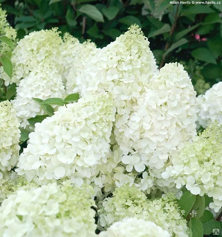 Полярный мишка гортензия фото Гортензия метельчатая Полар Бир (Hydrangea paniculata Polar Bear) 1-2л контейнер