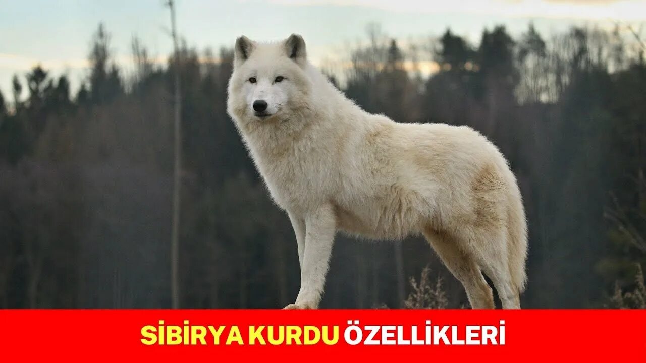 Полярный волк фото самый большой Şaşırtıcı Sibirya Kurdu Husky Köpek Özellikleri -- Beklenmedik Yönlerini Keşfet!