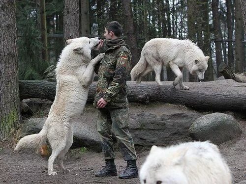 Полярный волк фото самый большой C U M B U B B L E S Wolves Wolf hybrid dogs, Animals beautiful, Animals