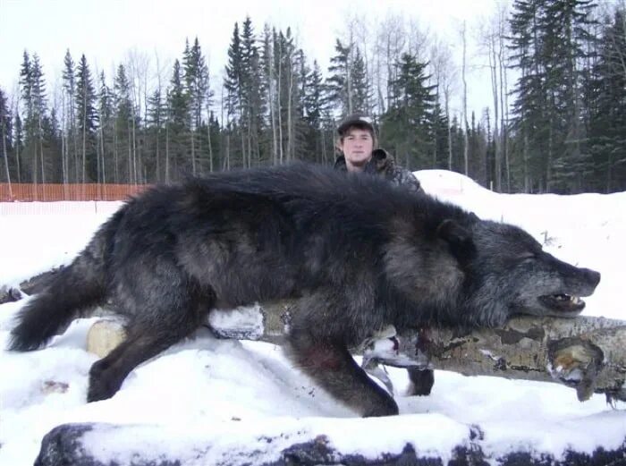 Полярный волк фото самый большой Big Black Wolf Shot Alberta Cheap Sale keyshot.cadsoftwaredirect.com