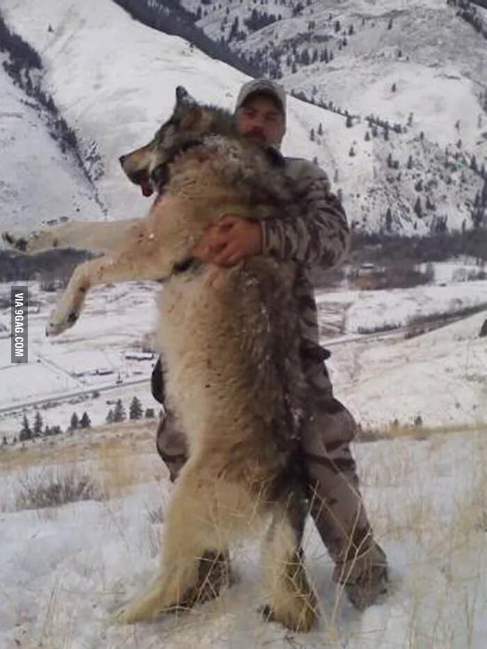 Полярный волк фото самый большой Wolves are terrifying - 9GAG