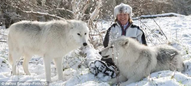 Полярный волк фото самый большой Arctic Wolf Pack in UK Preserve - They're SO big! Арктический волк, Белые волки,