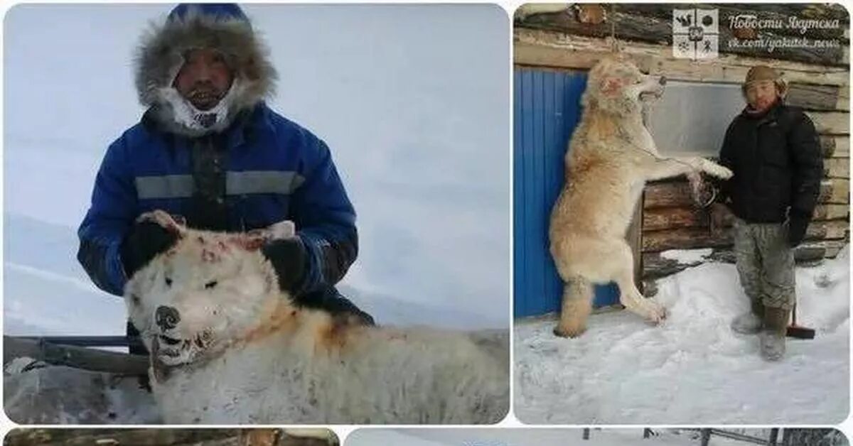 Полярный волк фото самый большой Полярный волк Пикабу