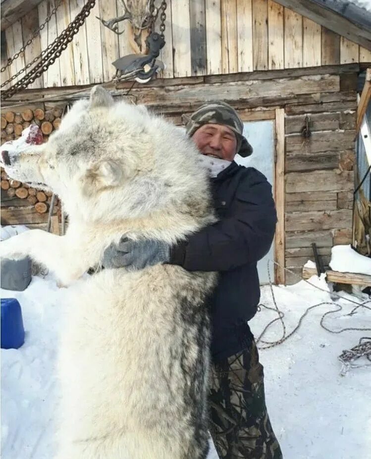 Полярный волк фото самый большой Большие северные волки