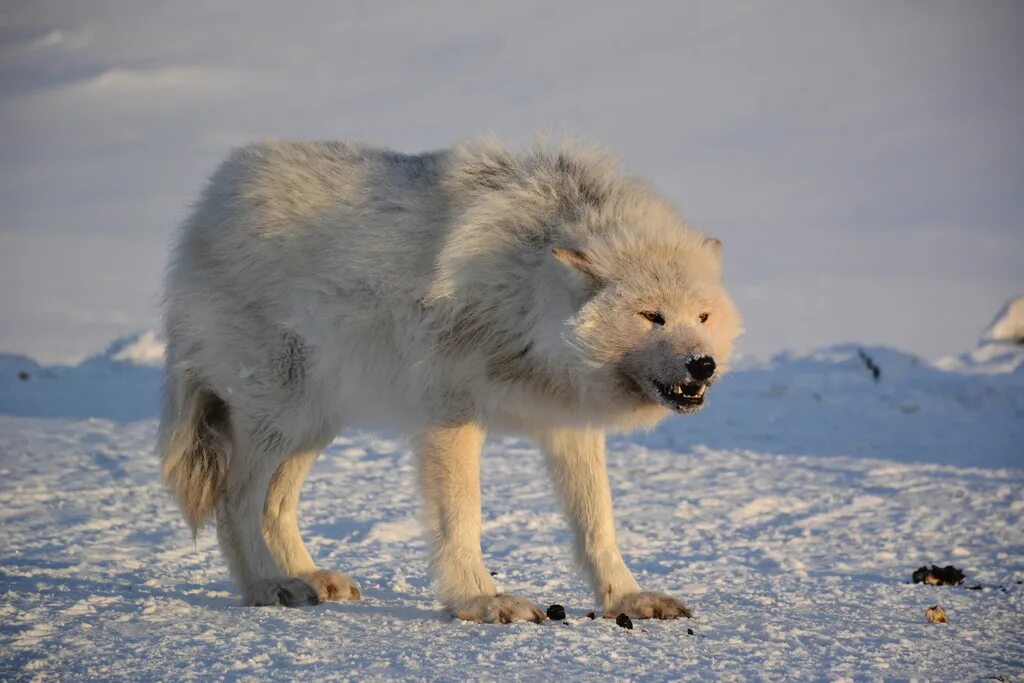 Полярный волк фото самый большой Baffin Snow Wolf Hot Sale benzovoz.net