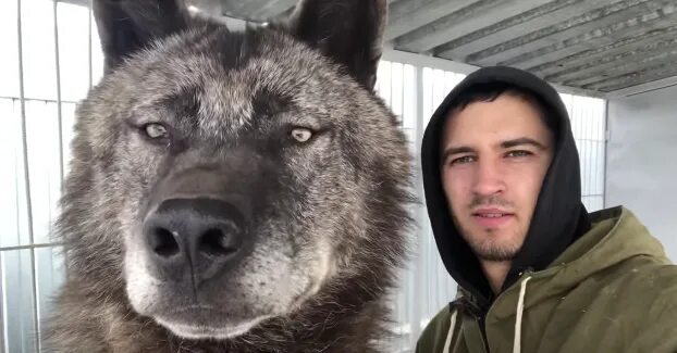 Полярный волк фото самый большой Meet the largest wolf on the planet (video) protothemanews.com Wolf hybrid dogs,