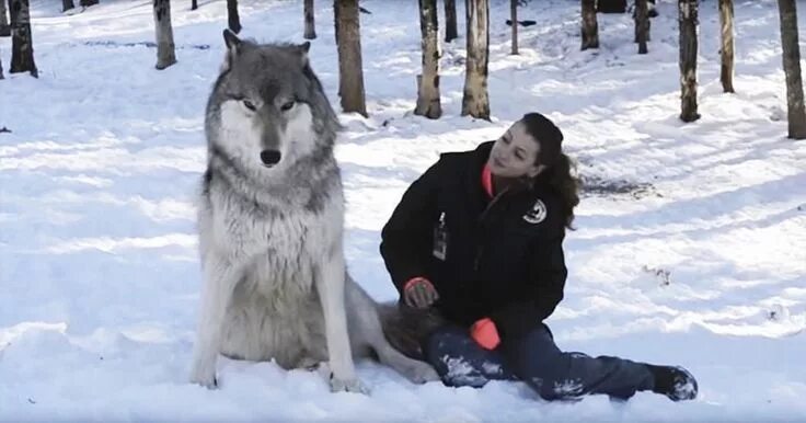 Полярный волк фото самый большой Wolf Sits Next To Her And Engages In Most Incredible Interaction You Have Ever S