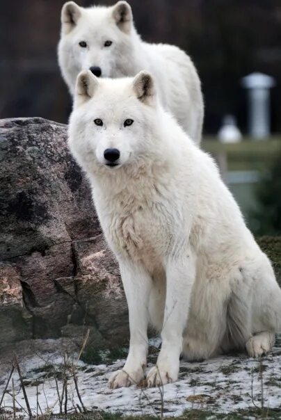 Полярный волк фото самый большой Soul Wolf Душа Волка: записи сообщества ВКонтакте