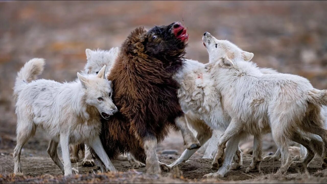 Полярный волк ул солдатова 21 фото 15 Times When Wolves Brutally Attack Their Prey - YouTube