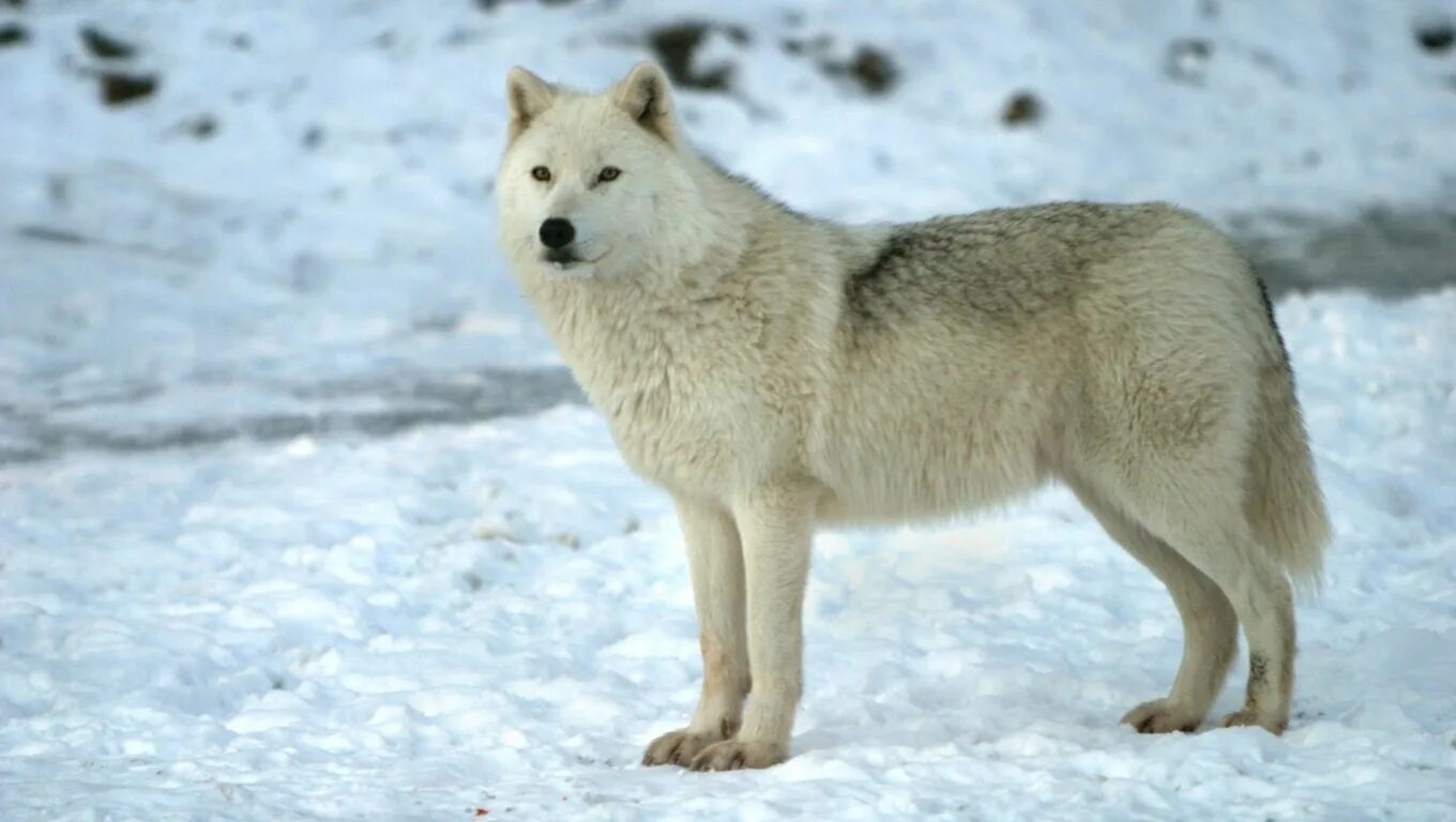 Полярный волк ул солдатова 21 фото Arctic Wolf Desktop Nexus Arctic wolf, Snow wolf, Wolf photos