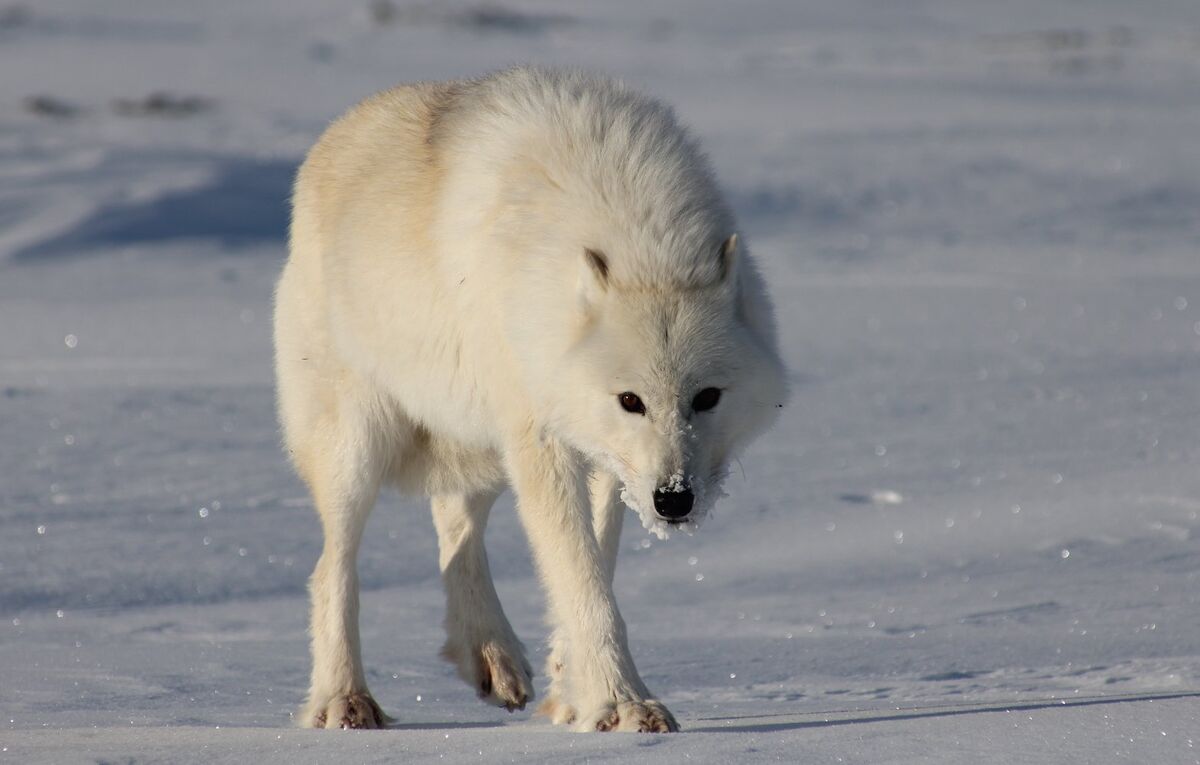 Полярный волк ул солдатова 21 фото Canis lupus orion Animals In Culture Wiki Fandom