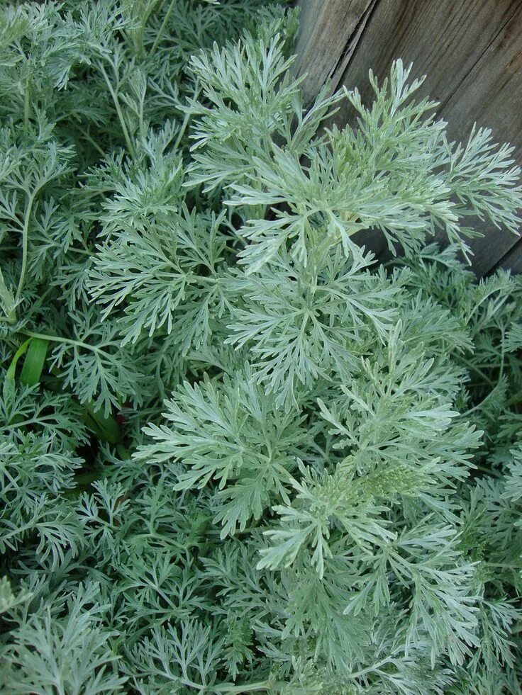 Полынь божье дерево фото Wormwood (Artemisia arborescens 'Powis Castle') - Deer and Rabbit Resistant Pere