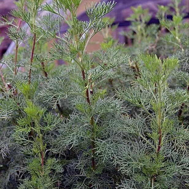 Полынь божье дерево фото Полынь лимонная, божье-дерево, абротан (Artemisia abrotanum)