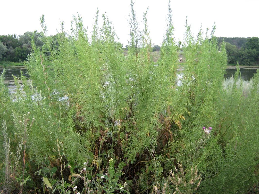 Полынь божье дерево фото и описание кустарника Artemisia abrotanum - Image of an specimen - Plantarium