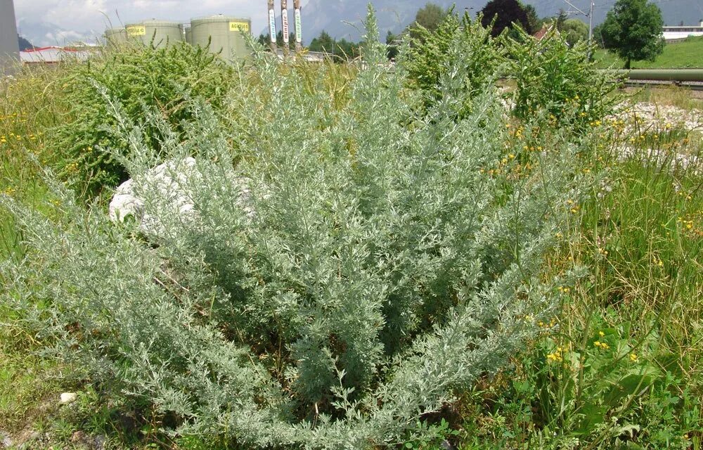 Полынь божье дерево фото и описание кустарника Божье дерево фото и описание кустарника: найдено 86 изображений