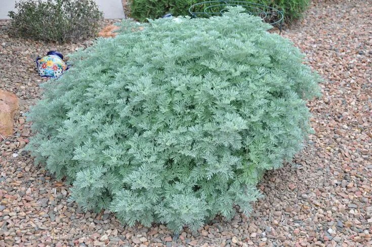 Полынь божье дерево фото и описание кустарника Artemisia 'Powis Castle' Front yard plants, Landscaping plants, Garden projects