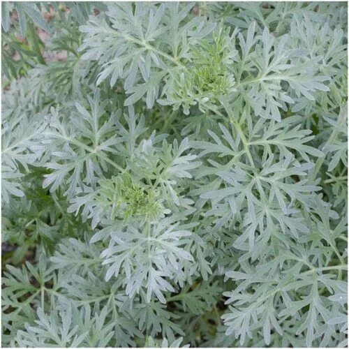 Полынь декоративная фото Wormwood Herb Seeds (Artemisis absinthium) Artemisia plant, Artemisia absinthium