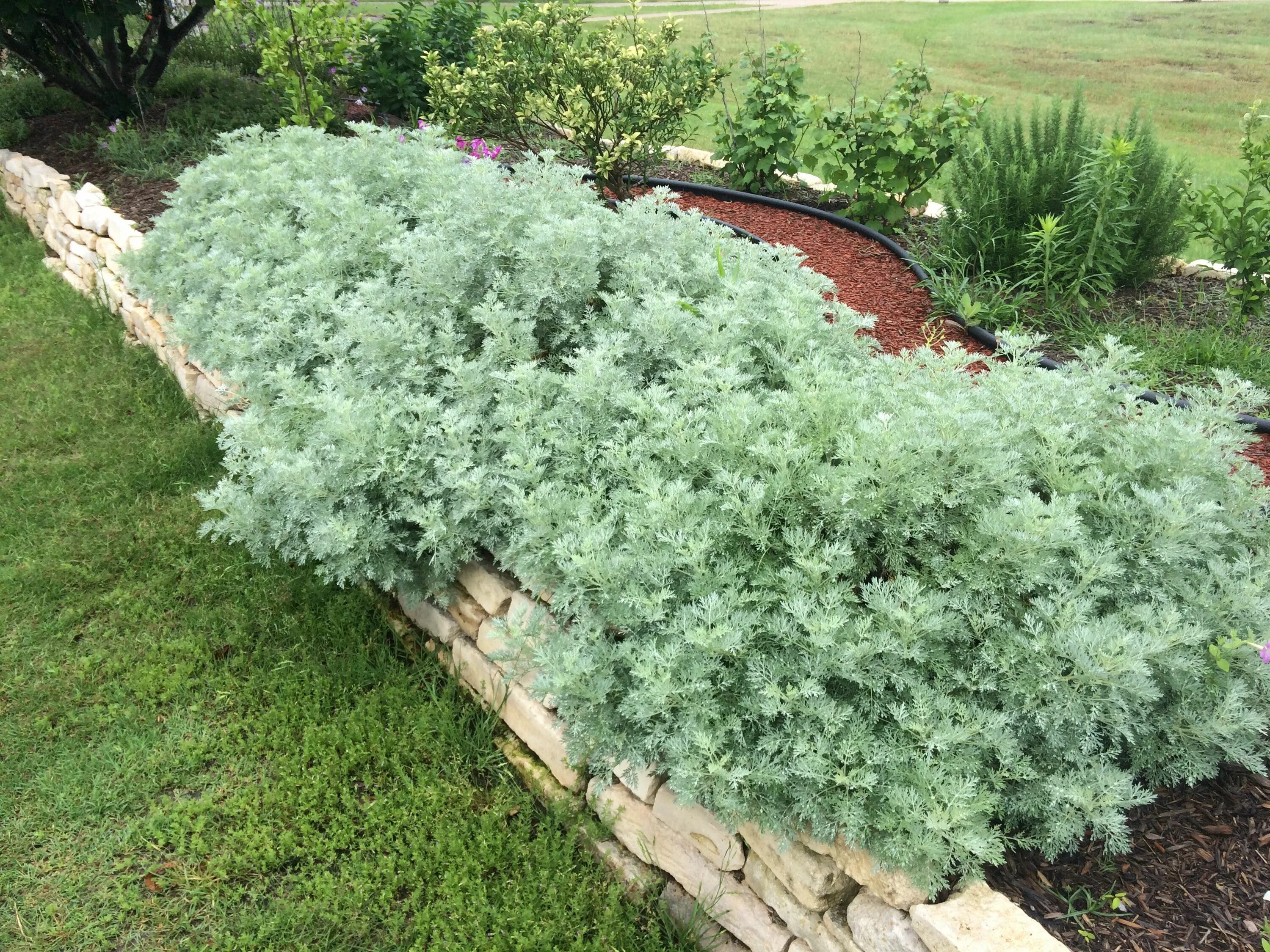 Полынь декоративная фото Powis Castle Artemisia Full sun garden, Sun garden, Plants