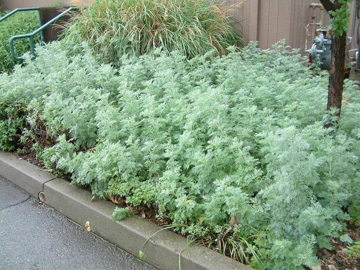 Полынь декоративная фото Image result for Powis Castle artemisia (Artemisia)