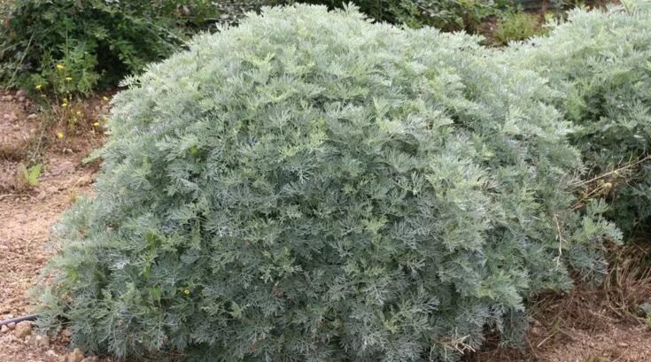 Полынь декоративная фото и описание Artemisia arborescens Giardino secco, Giardino mediterraneo, Piante perenni