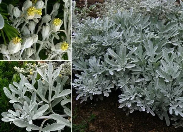 Полынь декоративная фото и описание Полынь Стеллера ʺ Сильвер Брокадʺ (Artemisia stellerana ʹ Silver Brocadeʹ) купит