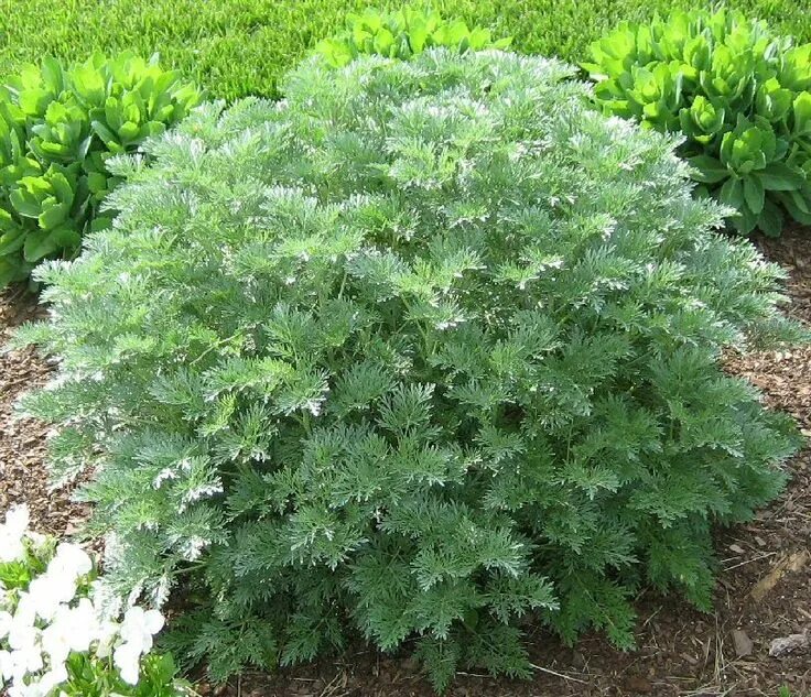 Полынь декоративная фото и описание Know : 30 Mosquito Repellent Plants Mosquito repelling plants, Garden shrubs, Ar