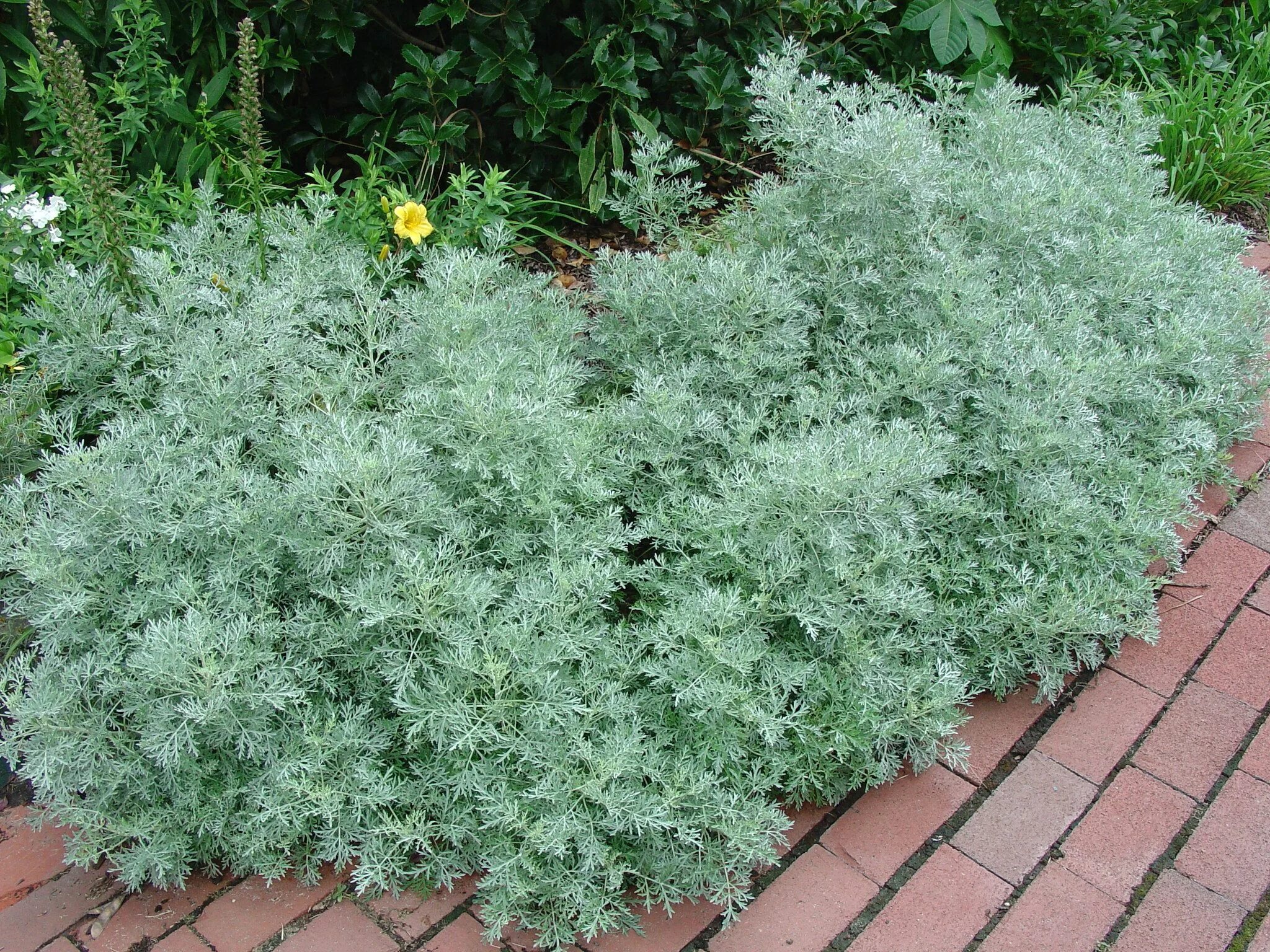 Полынь декоративная садовая фото и описание gardening for chicken-friendly yards Piantare fiori, Erbe ornamentali, Piante da