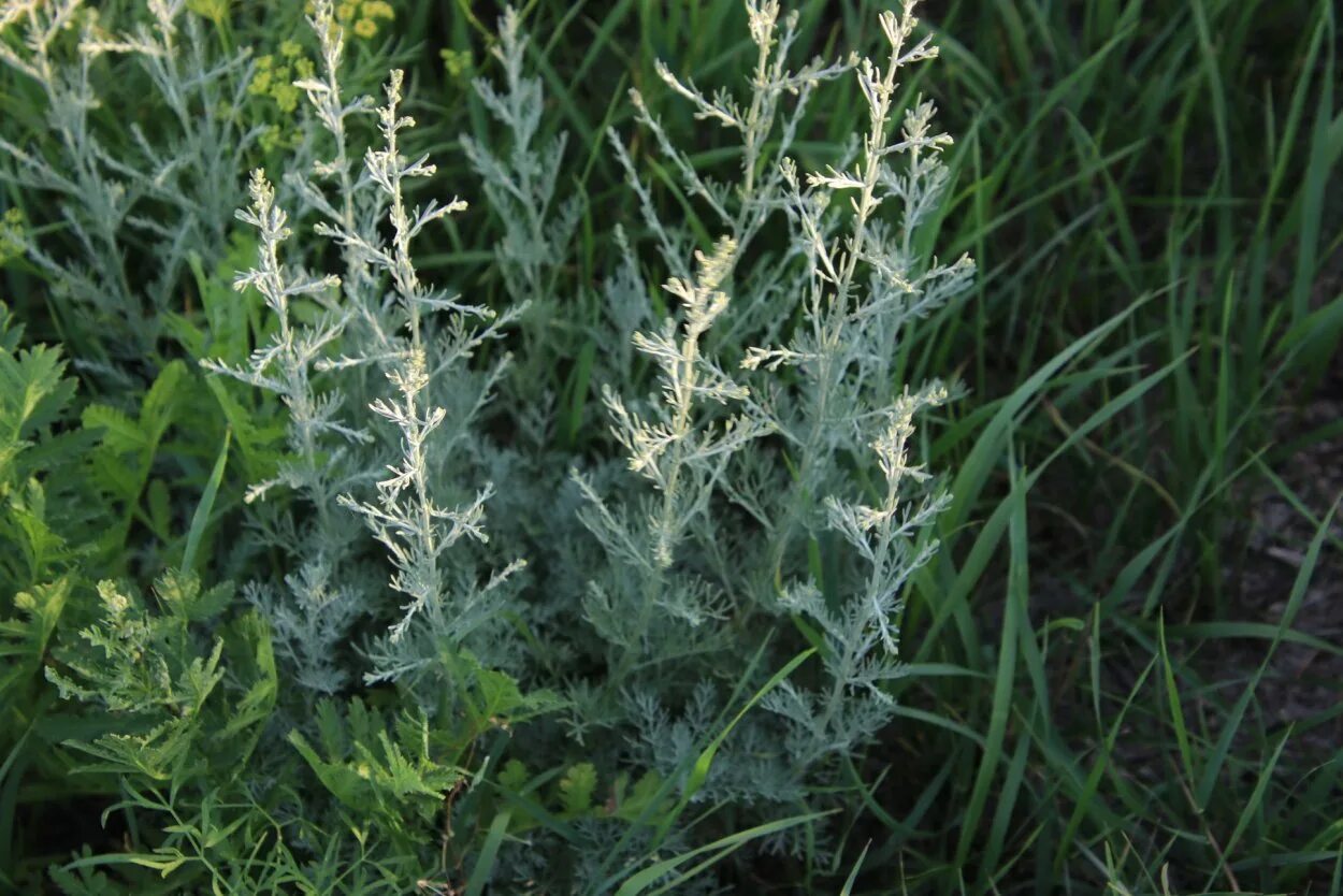 Полынь дикая фото Artemisia austriaca - MosRosa.ru